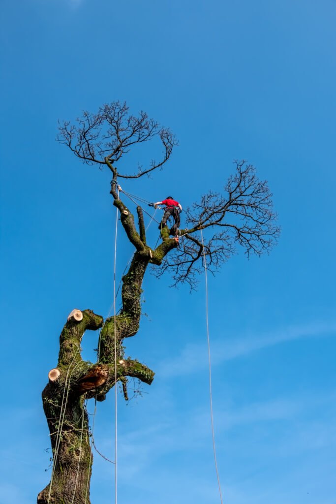Baumpflege Schwerte