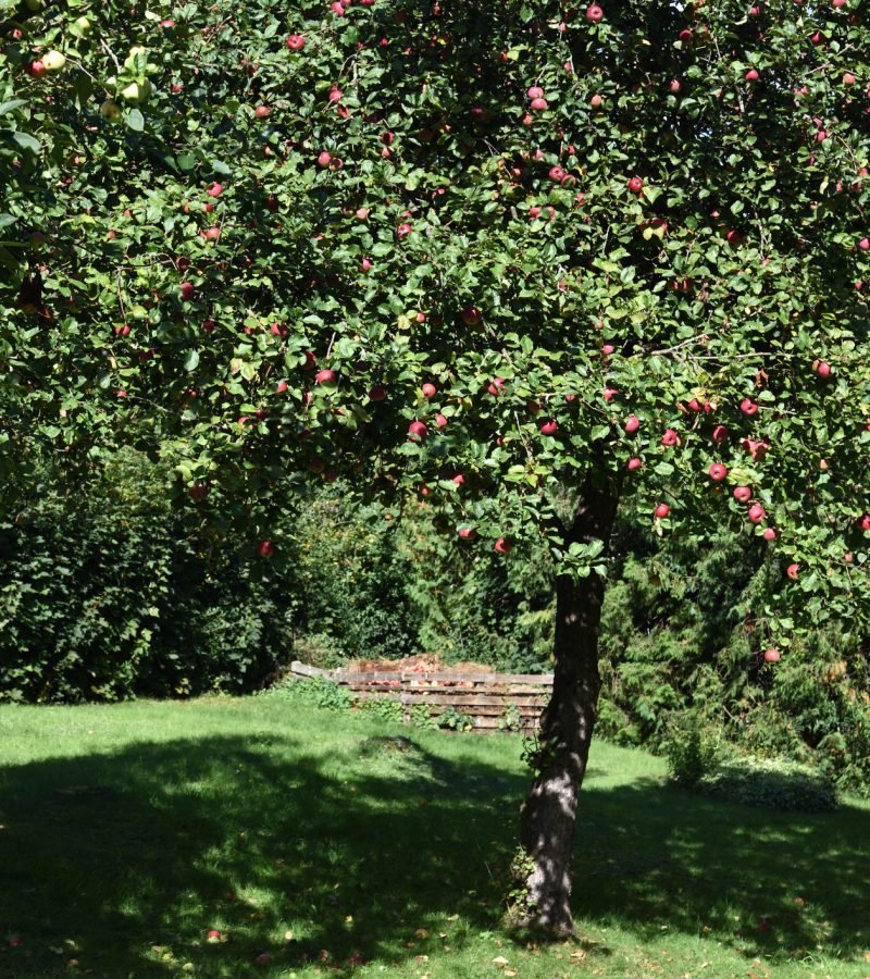 Apfelbaum schneiden Obstbaumschnitt Baumpflege Schwerte